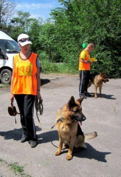 Собаки соревновались в многоборье