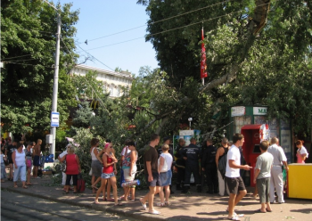 Ветка одесского тополя вызвала международный  скандал