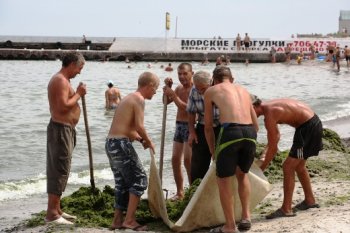 Одесские пляжи  очищают от водорослей