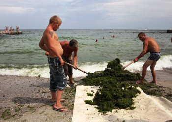 Одесские пляжи  очищают от водорослей