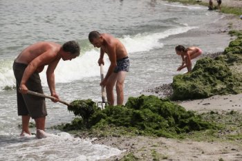 Одесские пляжи  очищают от водорослей