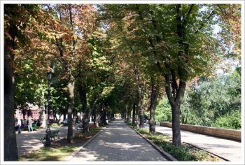 Ученые возвращают одесским каштанам зеленую свежесть