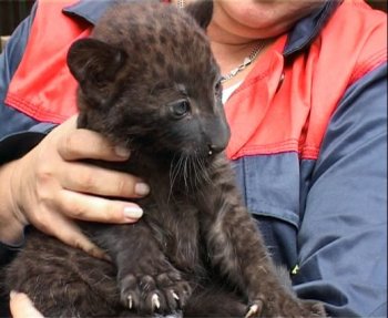 В Одесском зоопарке родился детеныш пантеры