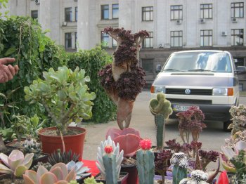 Кактусовый день