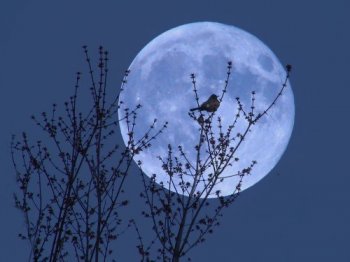 Голубая  луна  освещает  сегодня Одессу