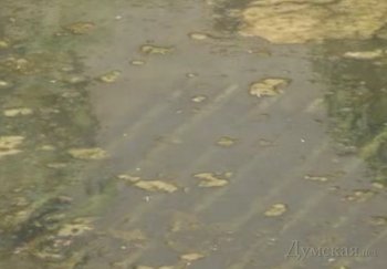 Городскому голове Одессы: «Черноморку» заливают сточные воды и фекалии