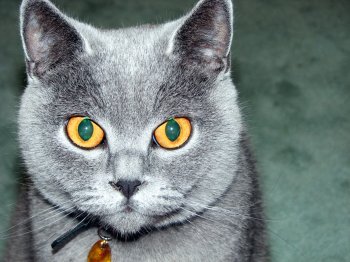 Ученые доказали полезность кошек!
