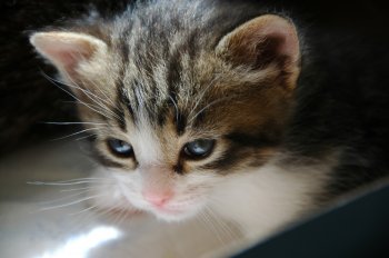 Ученые доказали полезность кошек!