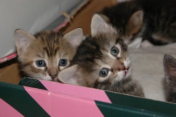 Ученые доказали полезность кошек!