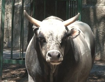 Чумацкие быки одесского зоопарка готовятся к празднику