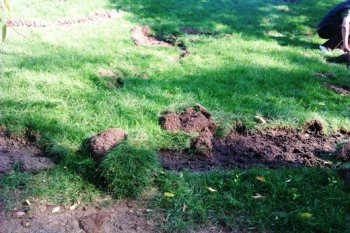 В самом центре Одессы орда дикарей уничтожила зеленые насаждения
