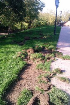 В самом центре Одессы орда дикарей уничтожила зеленые насаждения
