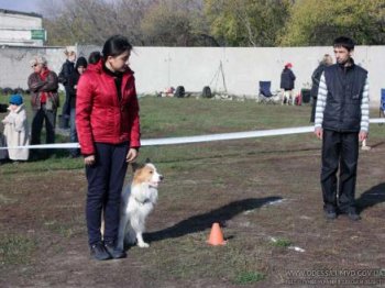 В Одессе хорошо обученные собаки соревновались в задержании преступников