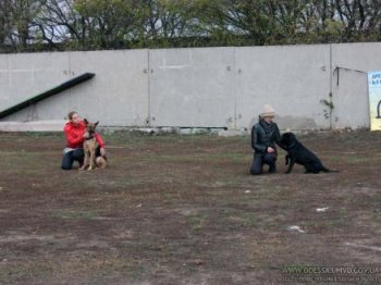 В Одессе хорошо обученные собаки соревновались в задержании преступников