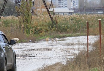 Геннадий Труханов занялся давней проблемой: будет отремонтирована дорога, которая освободит Одессу от фур