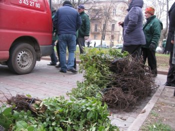 Этой осенью в зеленых зонах Одессы высадят 10 тысяч кустов новых роз