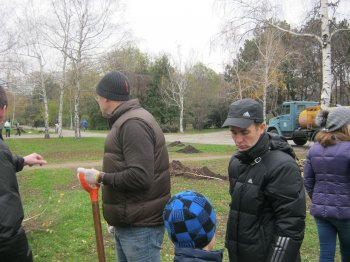 В парке Победы появилась березовая аллея