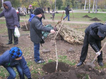 В парке Победы появилась березовая аллея