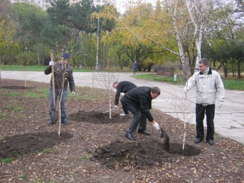 В парке Победы появилась березовая аллея