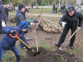 В парке Победы появилась березовая аллея