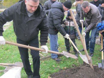 В парке Победы появилась березовая аллея