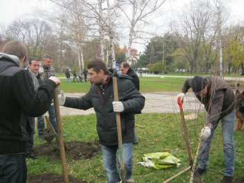 В парке Победы появилась березовая аллея