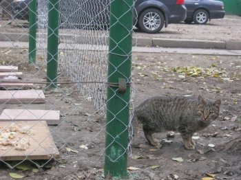 Накануне «конца света» в Одессе построили убежище для котов
