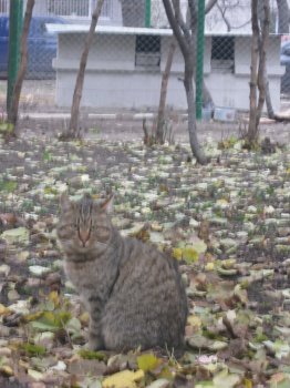 Накануне «конца света» в Одессе построили убежище для котов