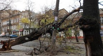 Одесские коммунальщики ликвидируют последствия урагана