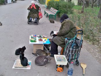 Кошачий "приют" под открытым небом (фото)