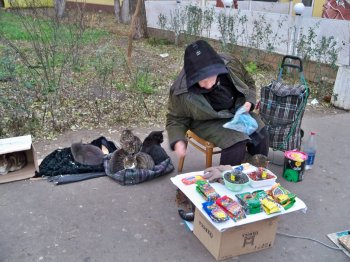Кошачий "приют" под открытым небом (фото)