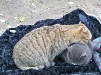 Кошачий "приют" под открытым небом (фото)