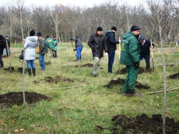 Сегодня на территории 411-ой батареи было высажено 60 тополей
