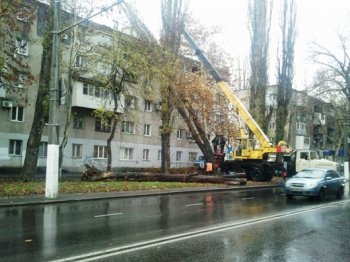 «Горзелентрест» снес два тридцатиметровых тополя, упавших на пятиэтажку