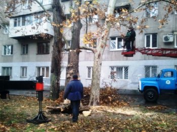 «Горзелентрест» снес два тридцатиметровых тополя, упавших на пятиэтажку