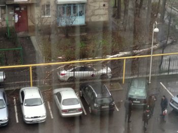 Непогода в Одесе: опять деревья падают (видео)