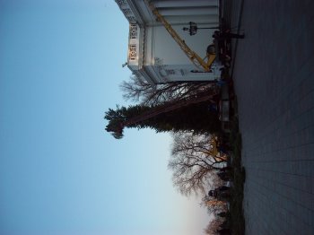 Главная елка города уже сооружается