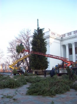 Главная елка города уже сооружается