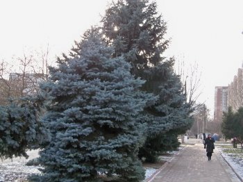 Главная елка Суворовского района из местных