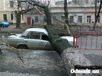 На борьбу со старыми деревьями выделено 2 млн. грн.