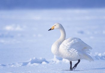 Сотрудники МЧС  спасли на Днестровском лимане лебедей