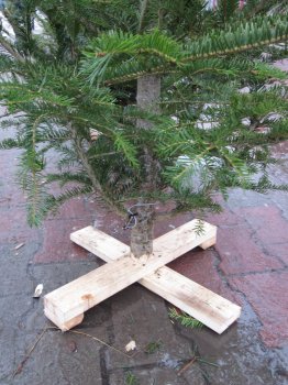 Сколько стоит елка в Одессе?