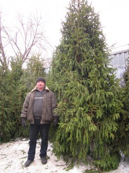 Сколько стоит елка в Одессе?