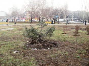 Накануне Нового года вандалы срубили ель на площади Независимости