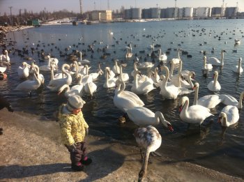 Белые лебеди на Ильичевской переправе завораживает