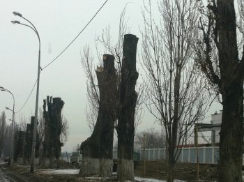 Старые тополя в Ильичевске обретут вторую жизнь