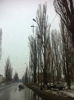 Старые тополя в Ильичевске обретут вторую жизнь
