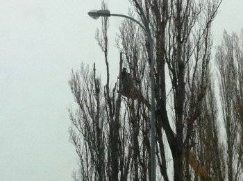 Старые тополя в Ильичевске обретут вторую жизнь
