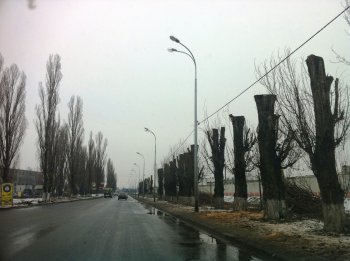 Старые тополя в Ильичевске обретут вторую жизнь