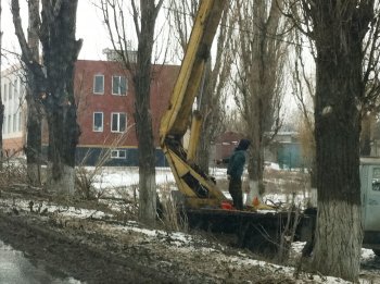 Старые тополя в Ильичевске обретут вторую жизнь